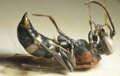 Oryttus concinnus